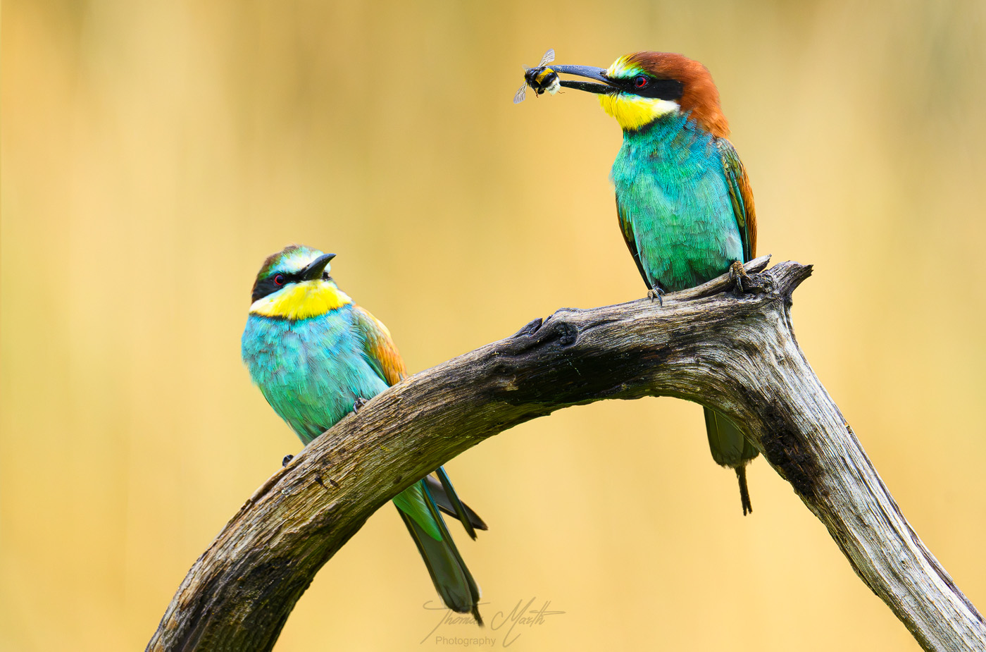 marth-naturfoto.de