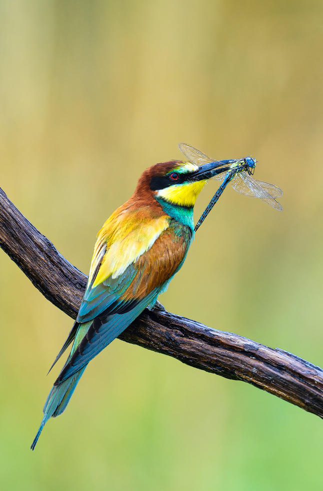 marth-naturfoto.de