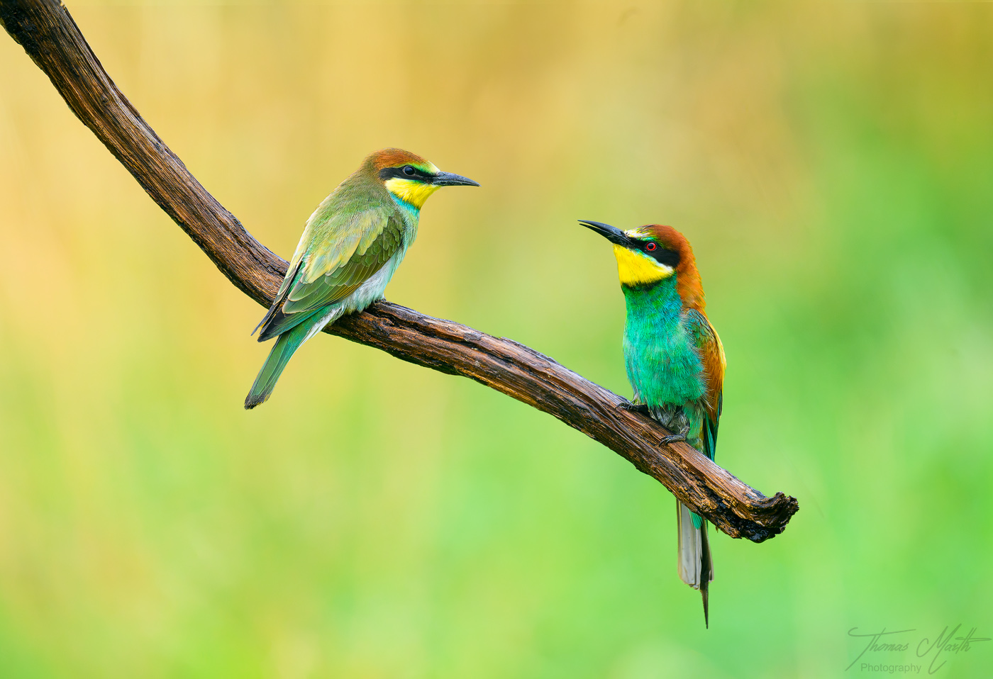 marth-naturfoto.de