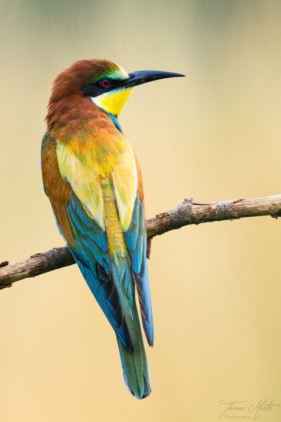 marth-naturfoto.de