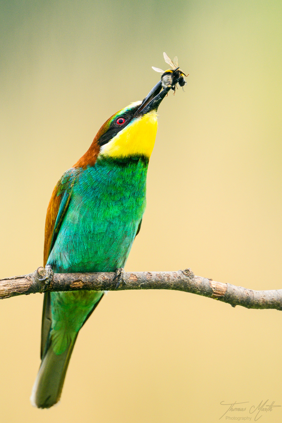 marth-naturfoto.de
