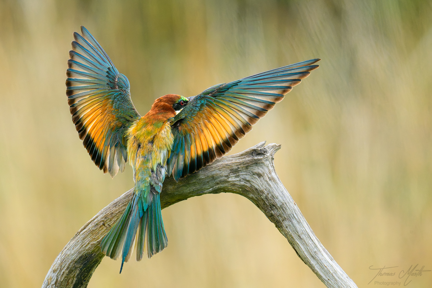 marth-naturfoto.de