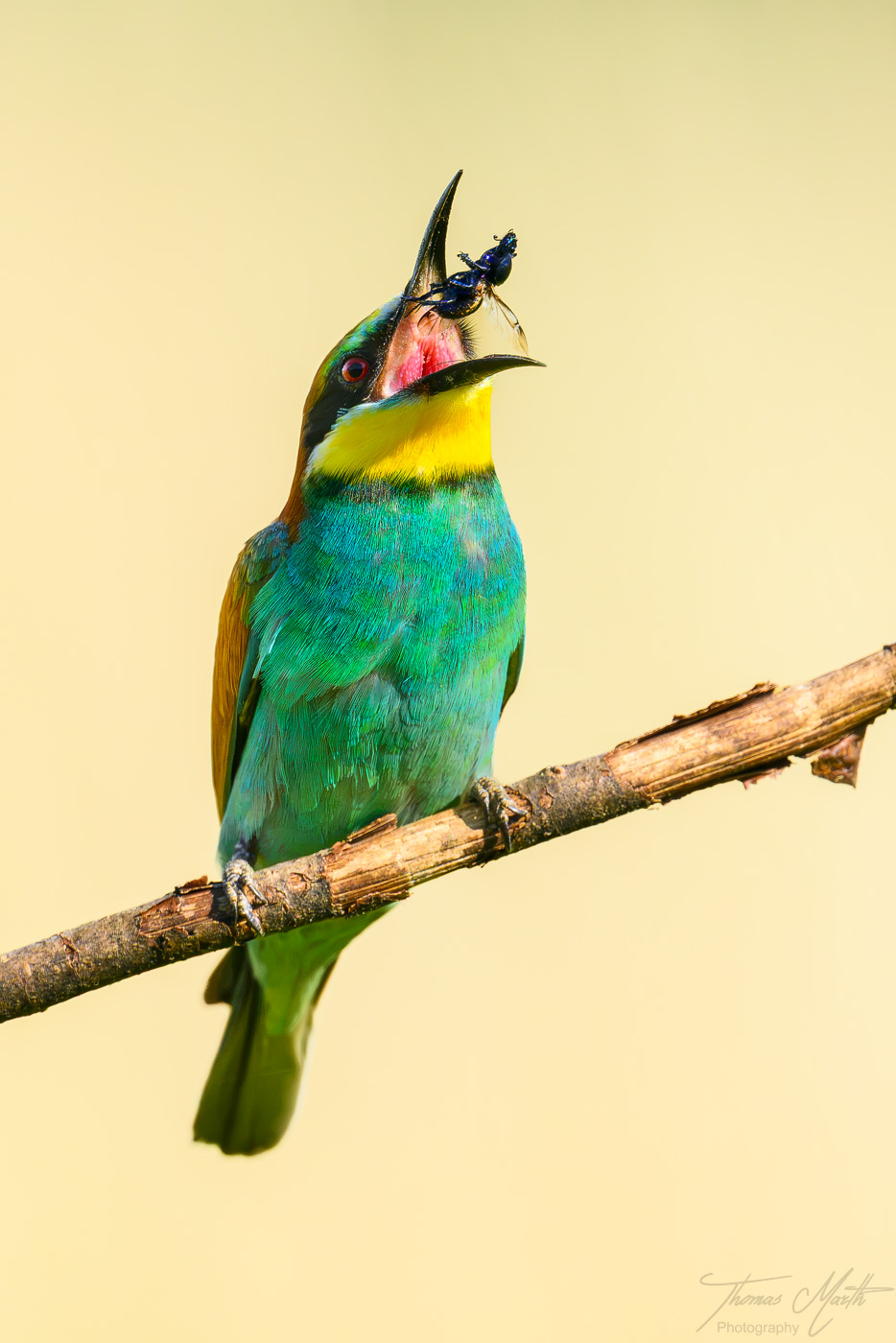 marth-naturfoto.de