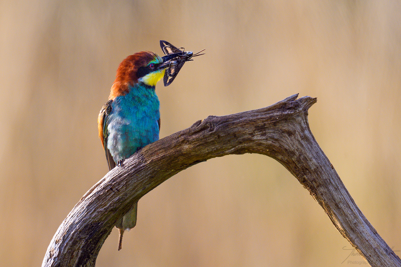marth-naturfoto.de