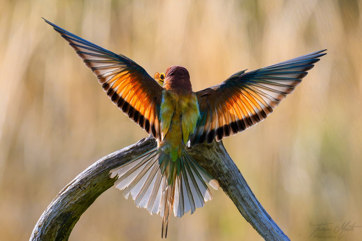 marth-naturfoto.de