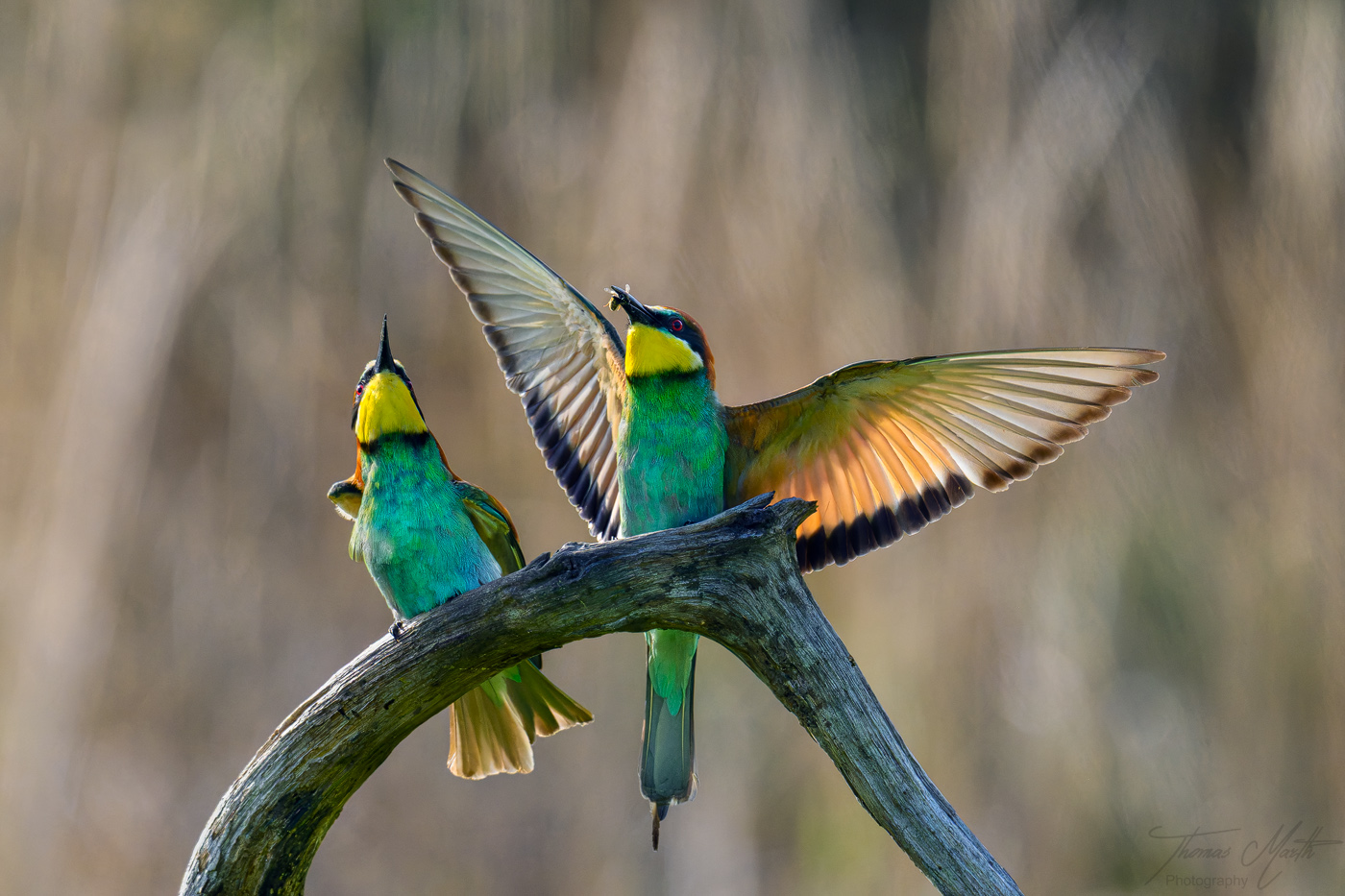 marth-naturfoto.de