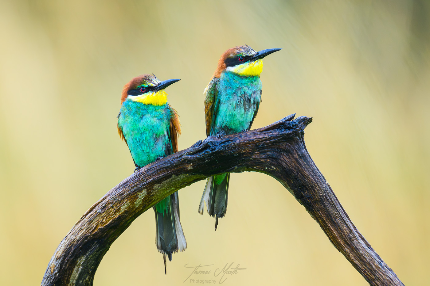 marth-naturfoto.de
