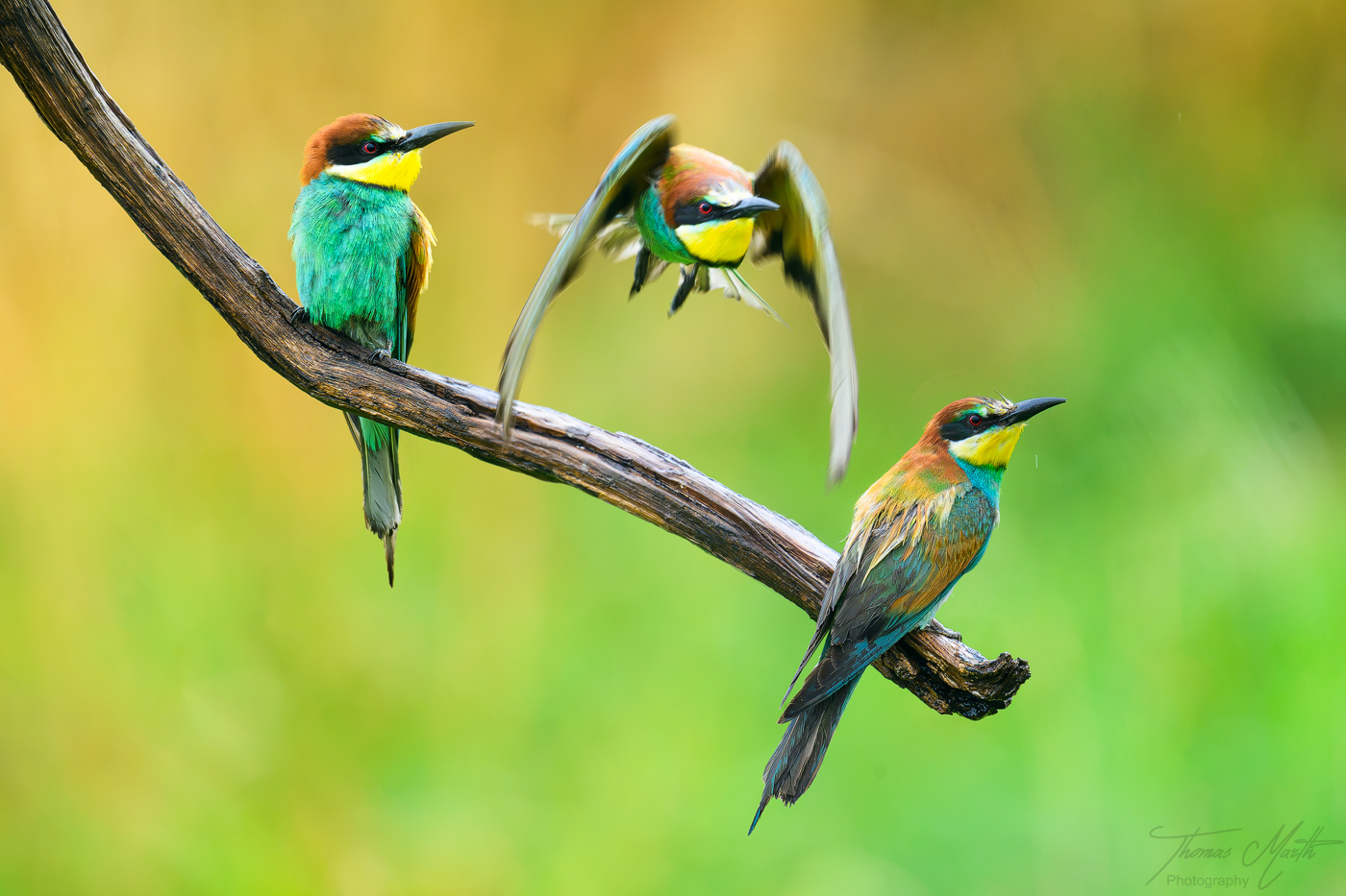 marth-naturfoto.de