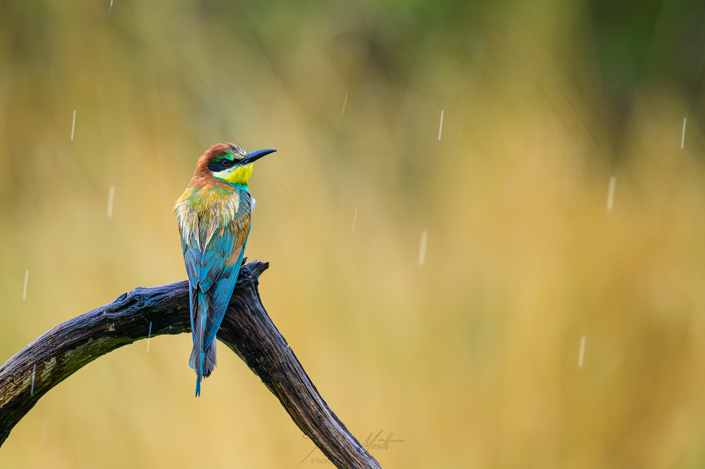 marth-naturfoto.de