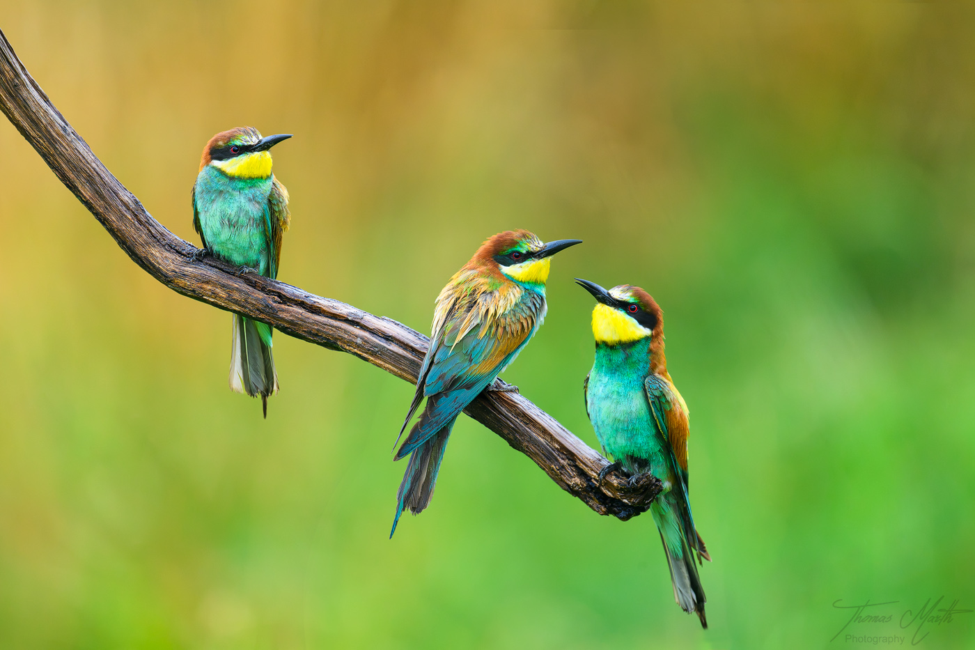 marth-naturfoto.de