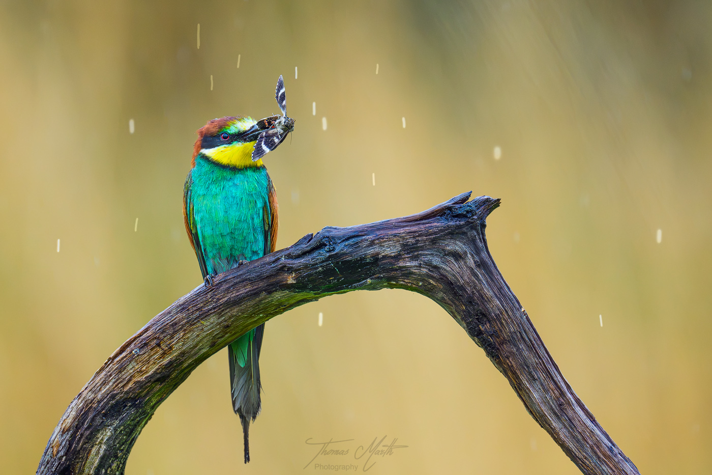 marth-naturfoto.de