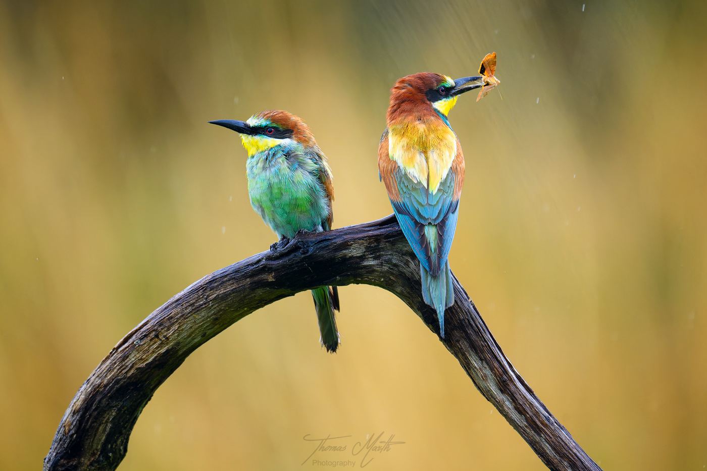 marth-naturfoto.de