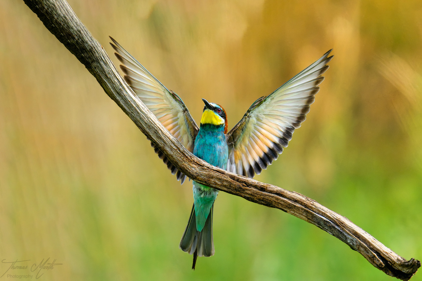 marth-naturfoto.de
