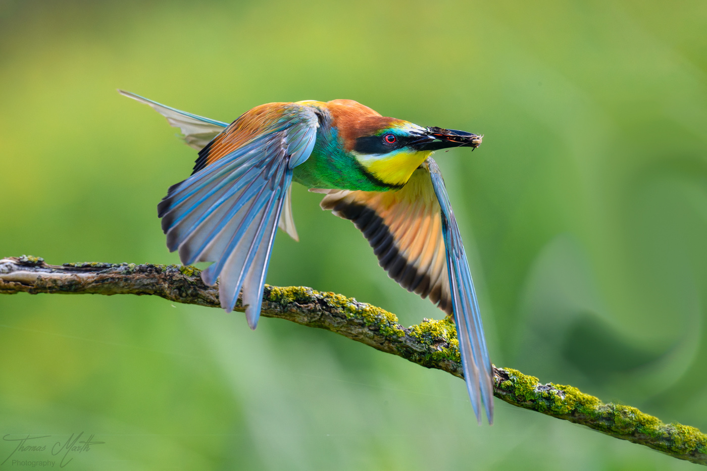 marth-naturfoto.de