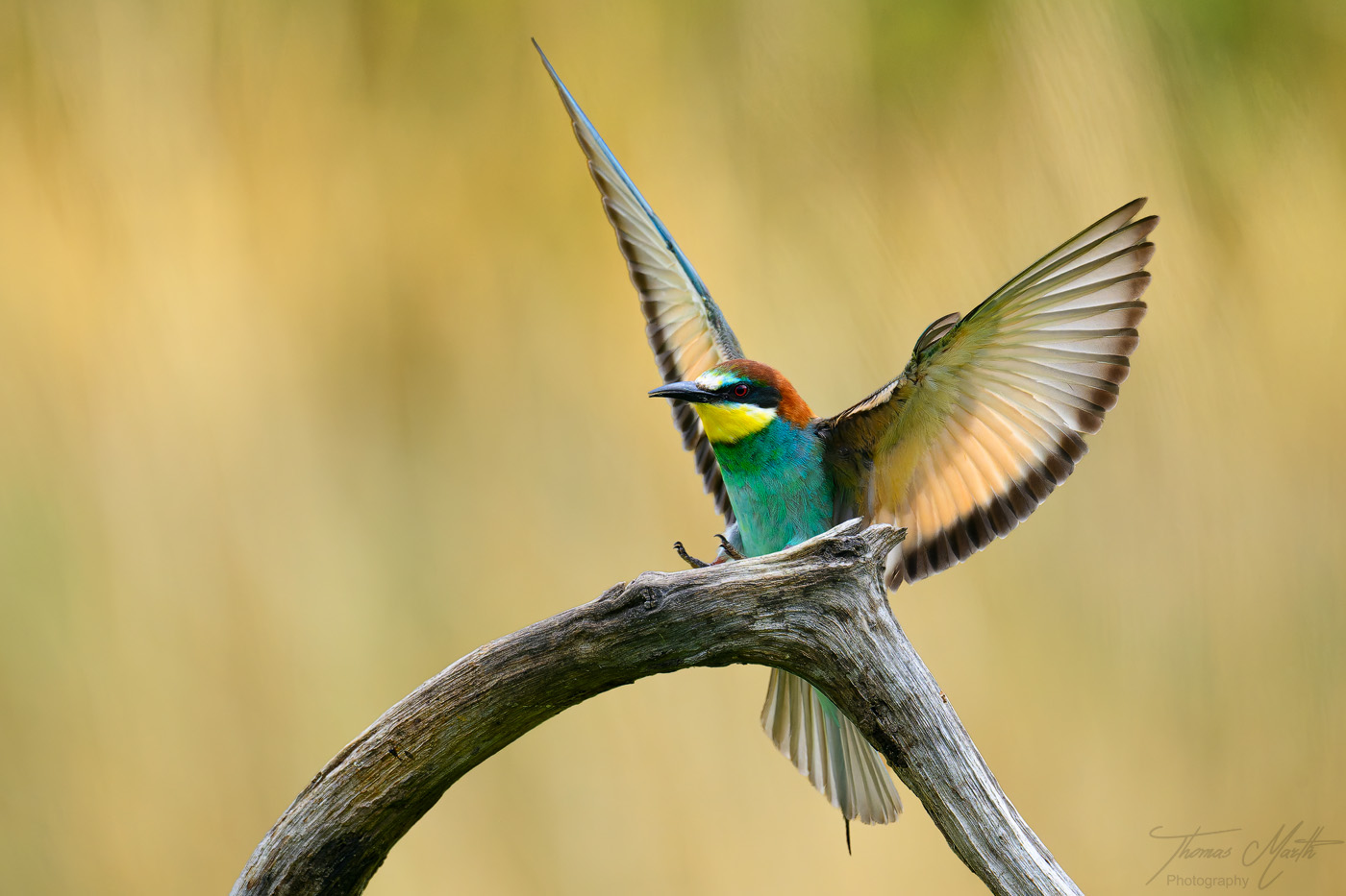marth-naturfoto.de
