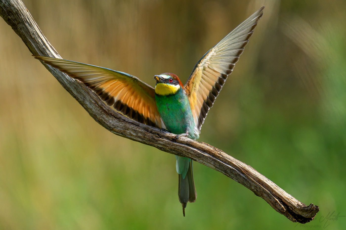 marth-naturfoto.de