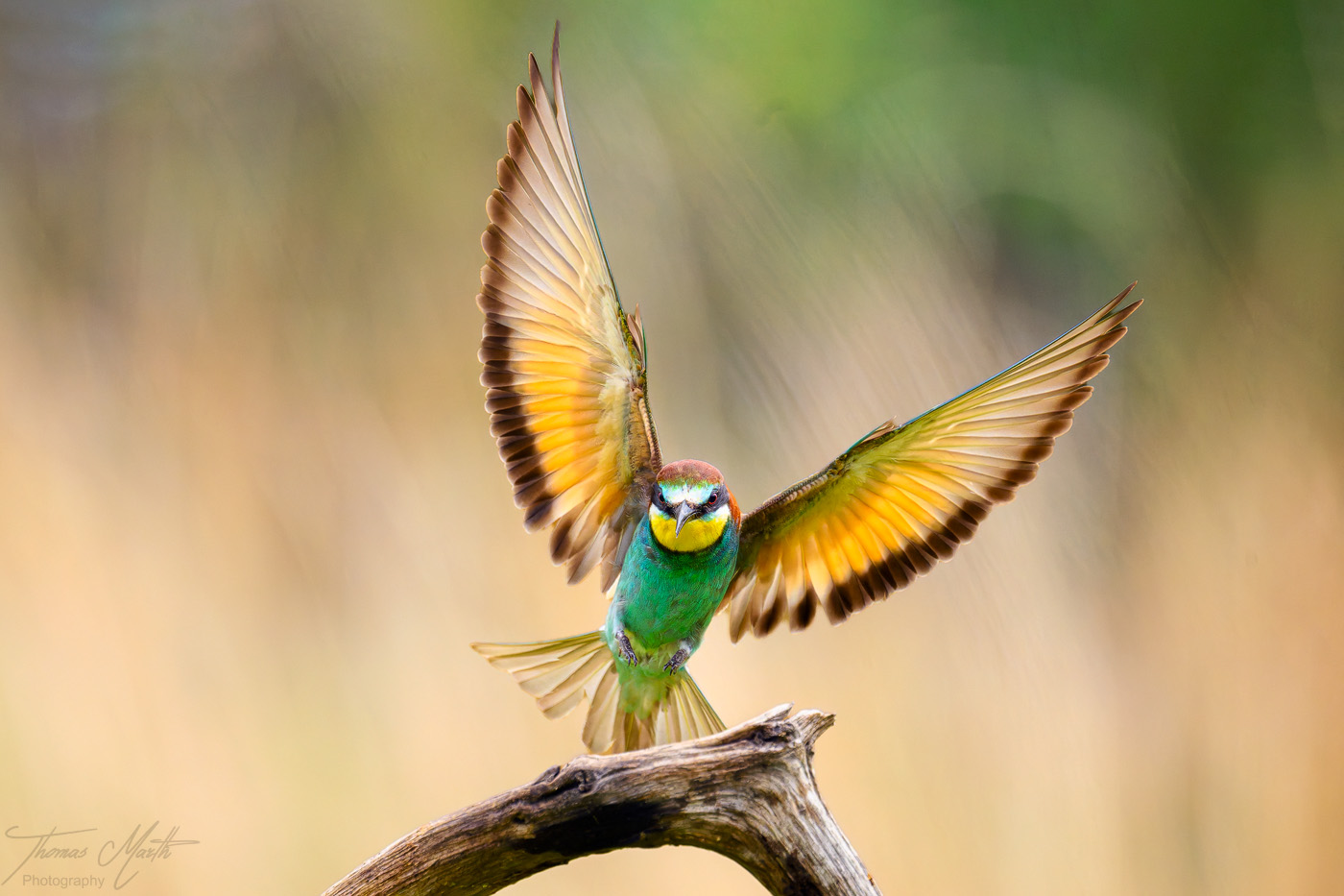 marth-naturfoto.de