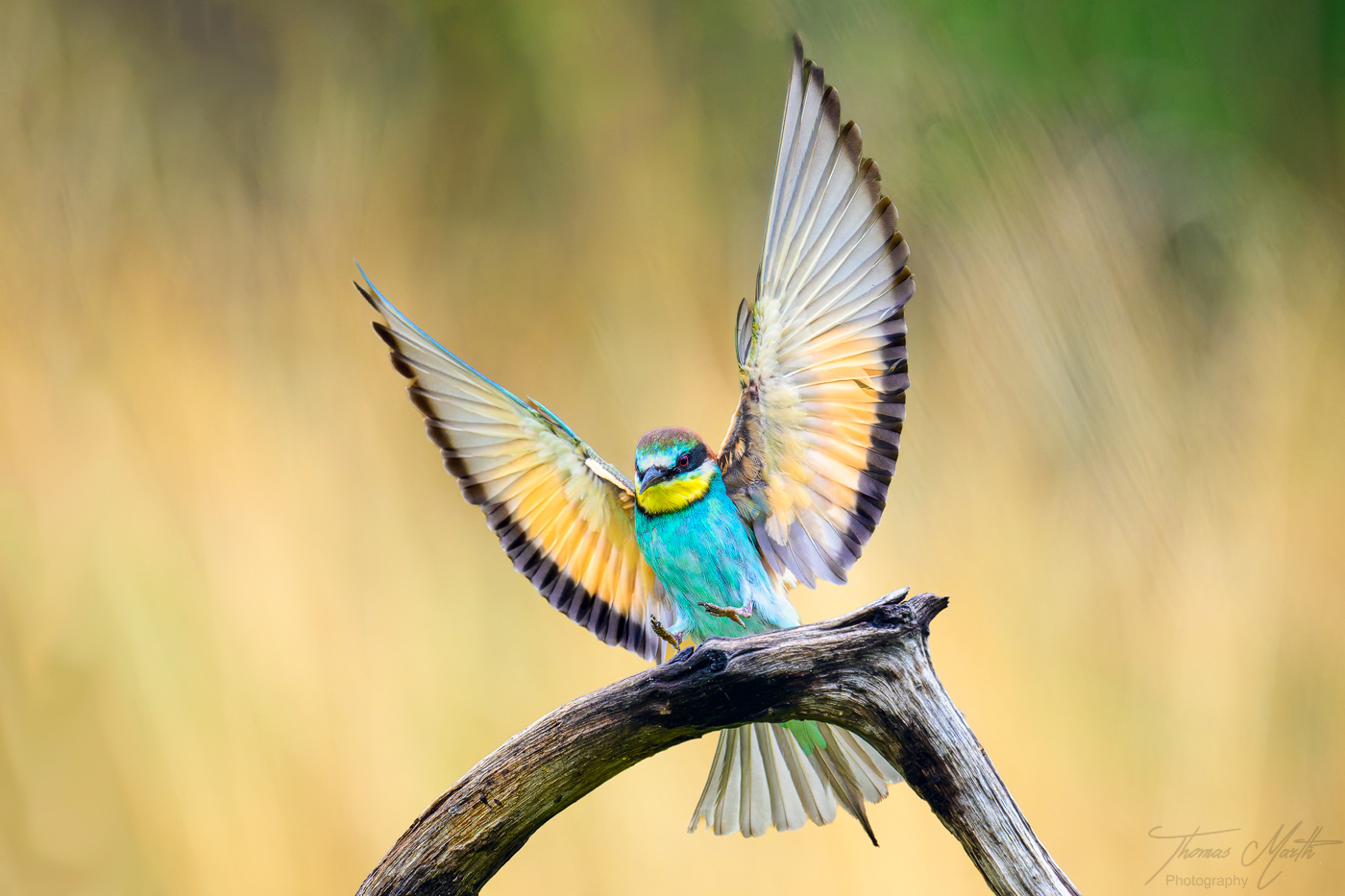 marth-naturfoto.de